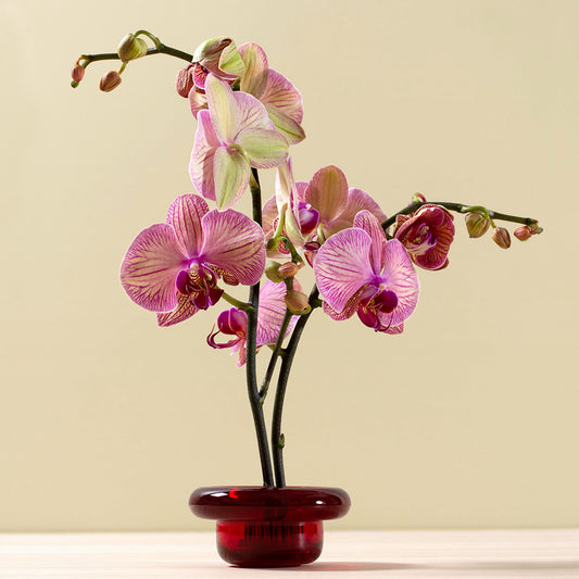 Nedre Foss Sirkel telysholder, rød.