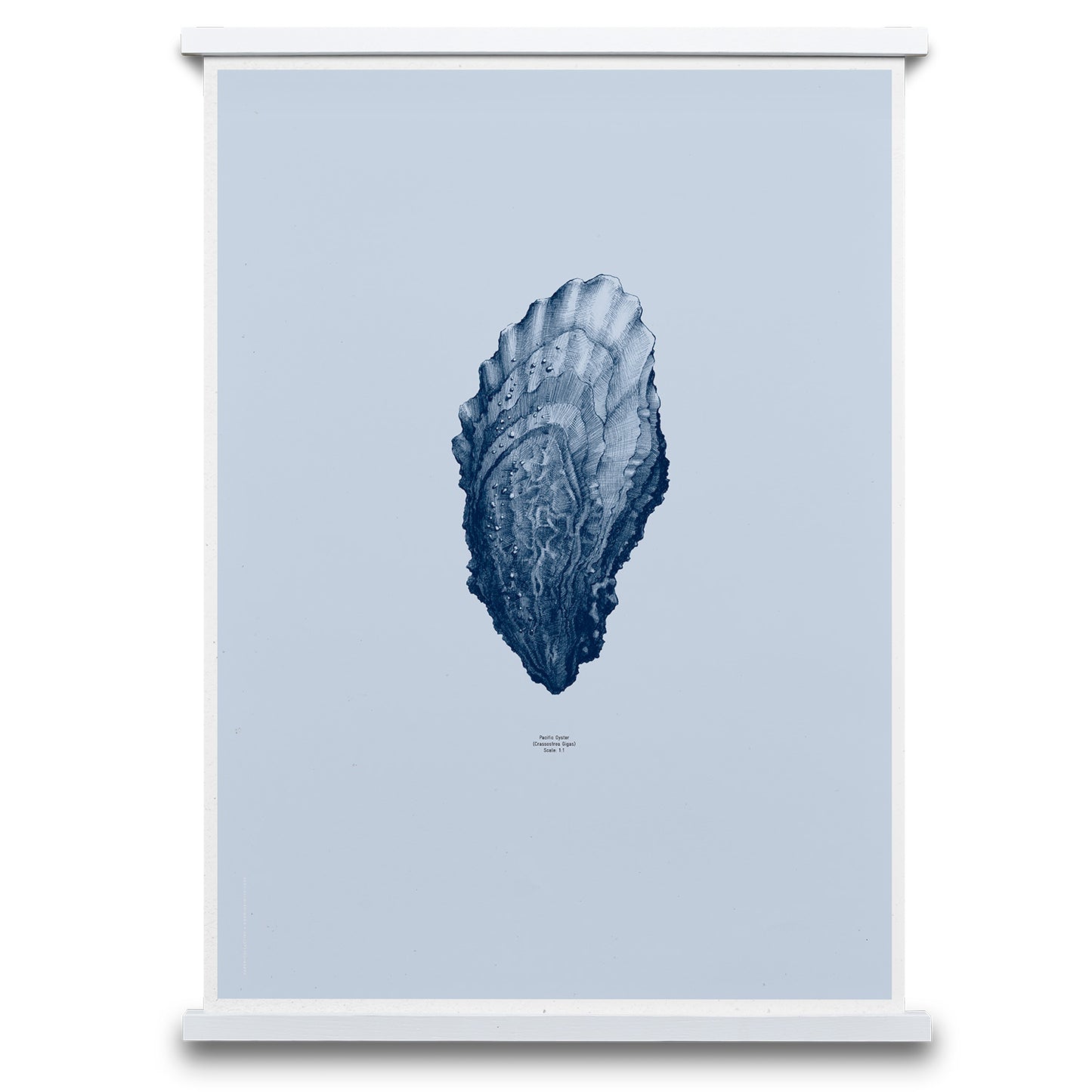 Paper Collective plakat, 1:1 Oyster ocean blue.